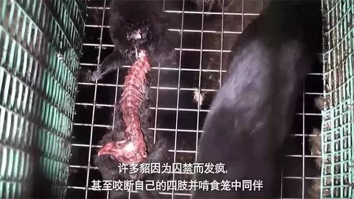 腐烂生蛆的死尸图图片