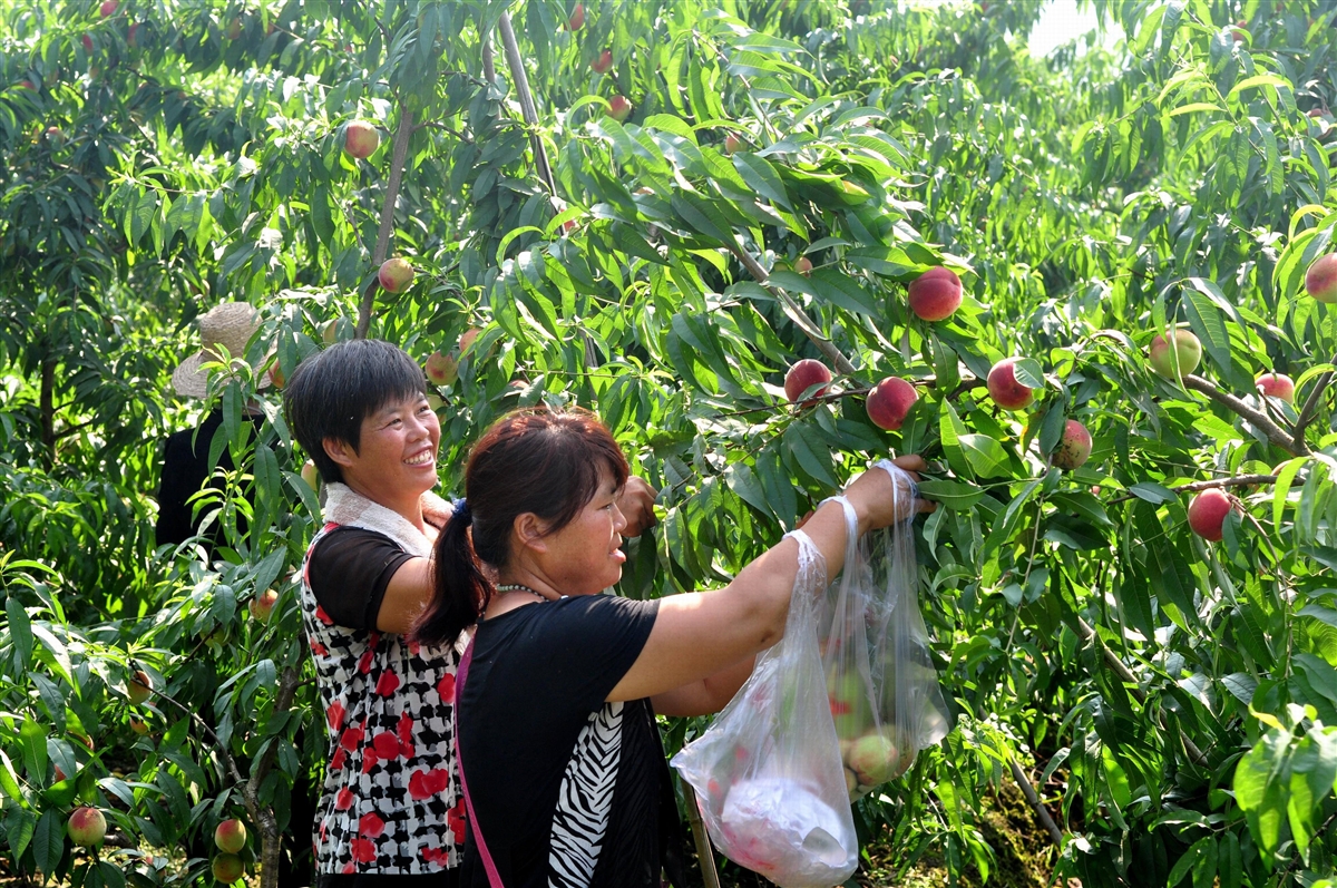 宜阳县第三届"美丽上观"水蜜桃采摘节将精彩启幕