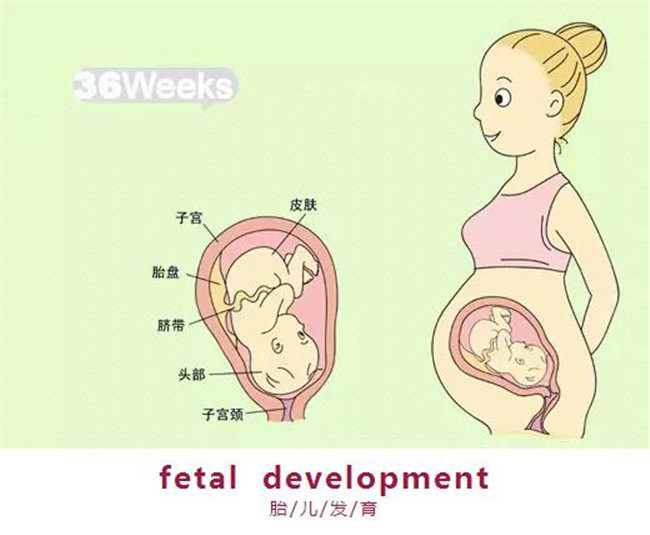 育儿说 孕晚期 感觉胎动是一跳一跳的 是怎么回事 胎儿