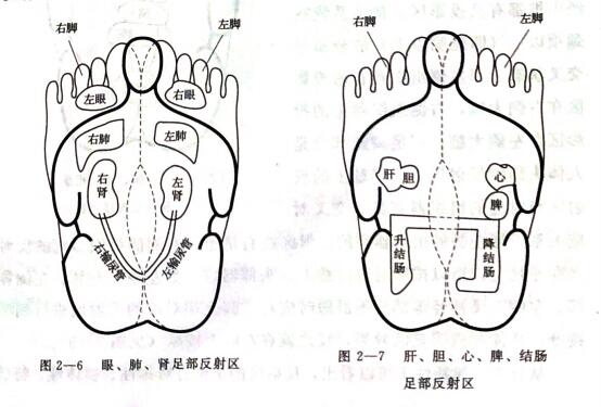 凡在人体上成对存在,左右对称的组织,器官,其反射区在双足也是左右