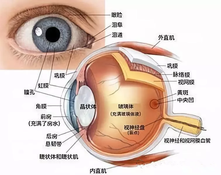 眼结膜是哪个位置图片图片
