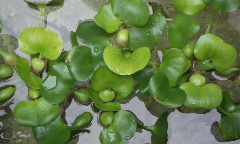 外来物种"侵袭"涟水河_水葫芦