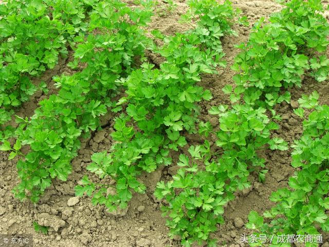 香菜的种植方法(香菜无土栽培技术)