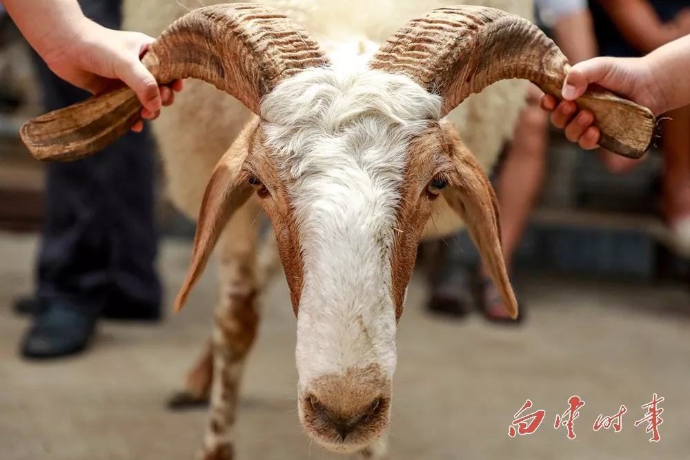 穆斯林日羊图片图片