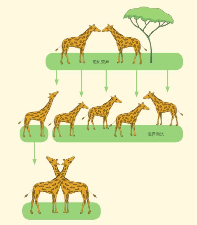 长颈鹿身体结构图片