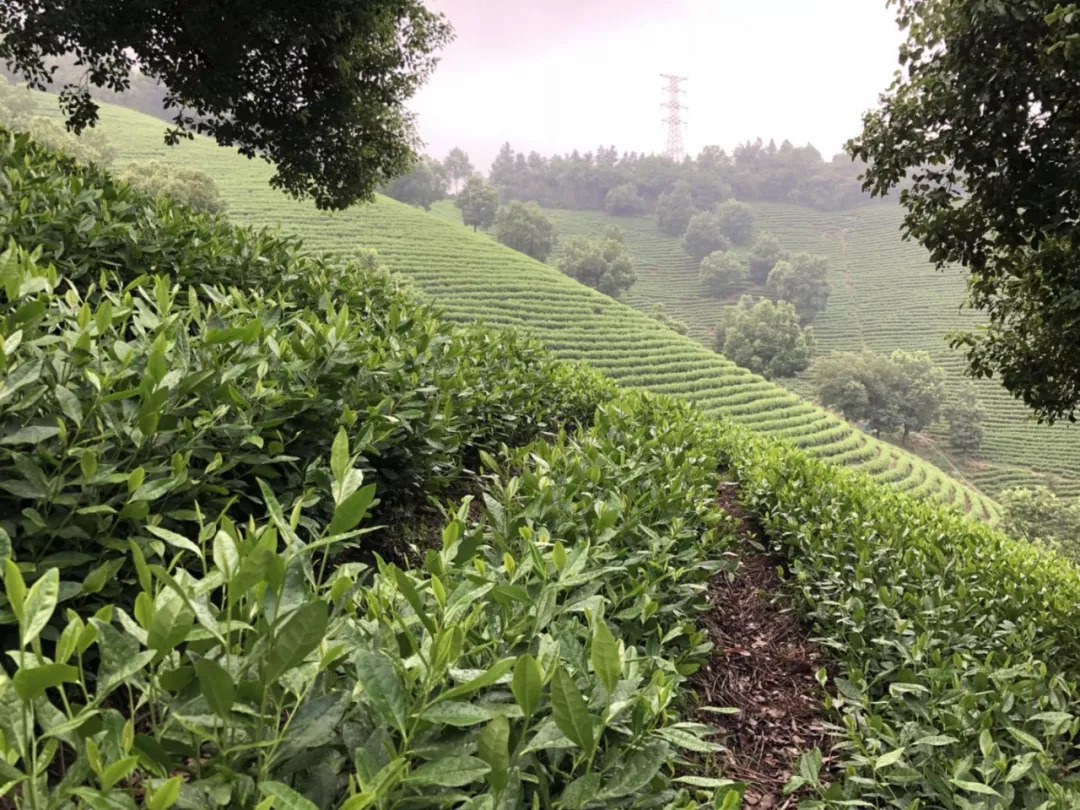 處暑節氣裡岙山安吉白茶茶園生長記錄