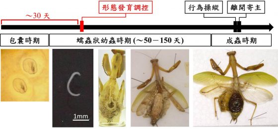 台湾索铁线虫在寄主台湾斧螳体内的发育过程