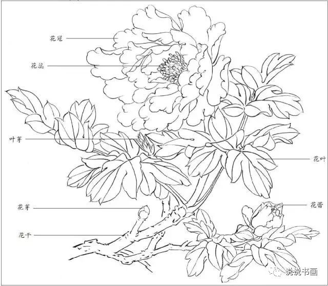 珍藏版这篇国画工笔牡丹教程超级详细受益良多