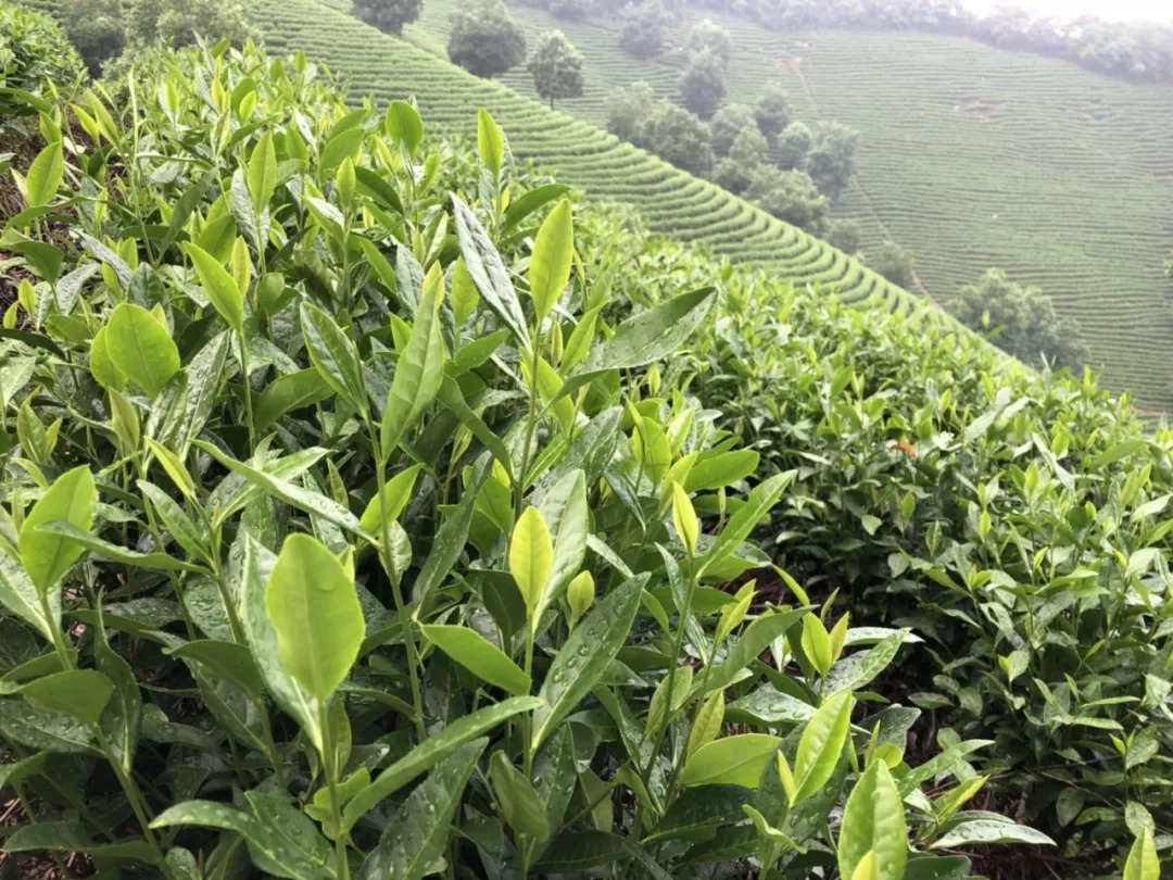 處暑節氣裡岙山安吉白茶茶園生長記錄