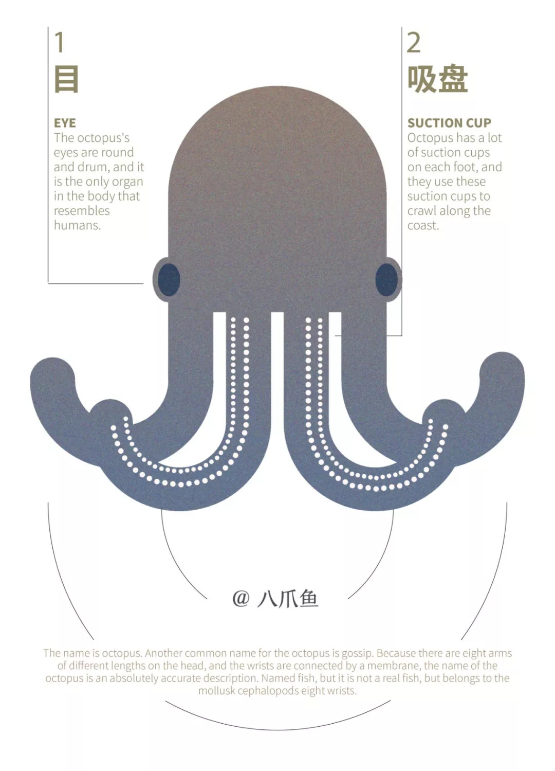 章鱼结构图详解图片