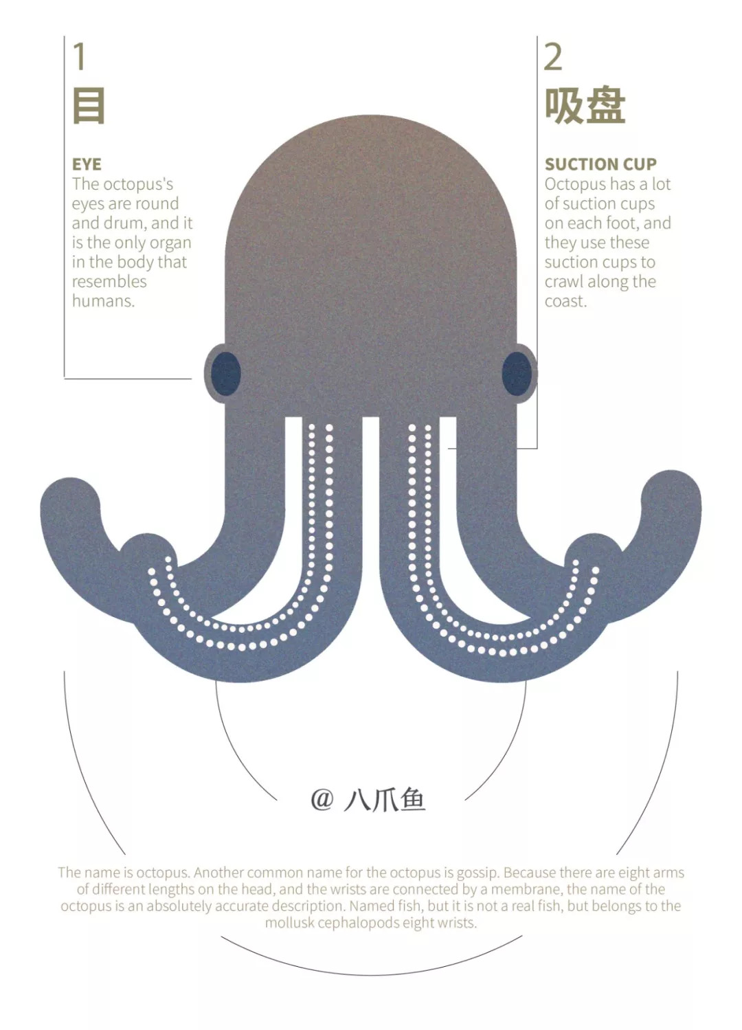 八爪鱼另一个俗名叫八蛸,学名为章鱼,因为头上长了八只长短不一的臂腕