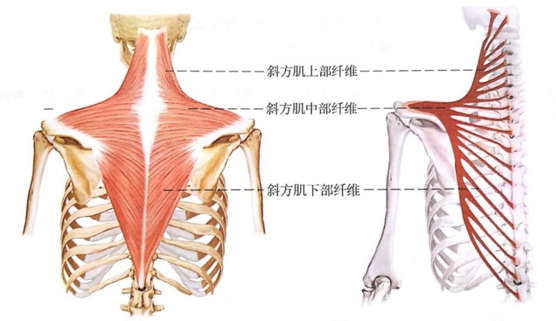 止點:鎖骨外側1/3,肩峰和肩胛岡.