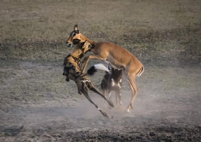 空间的非洲野犬,是否能在人类最后良知的守护下重新茁壮还是慢慢灭亡