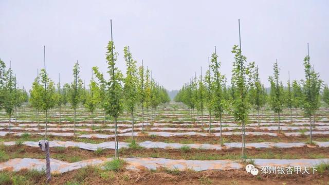 邳州市陈楼镇杜村图片