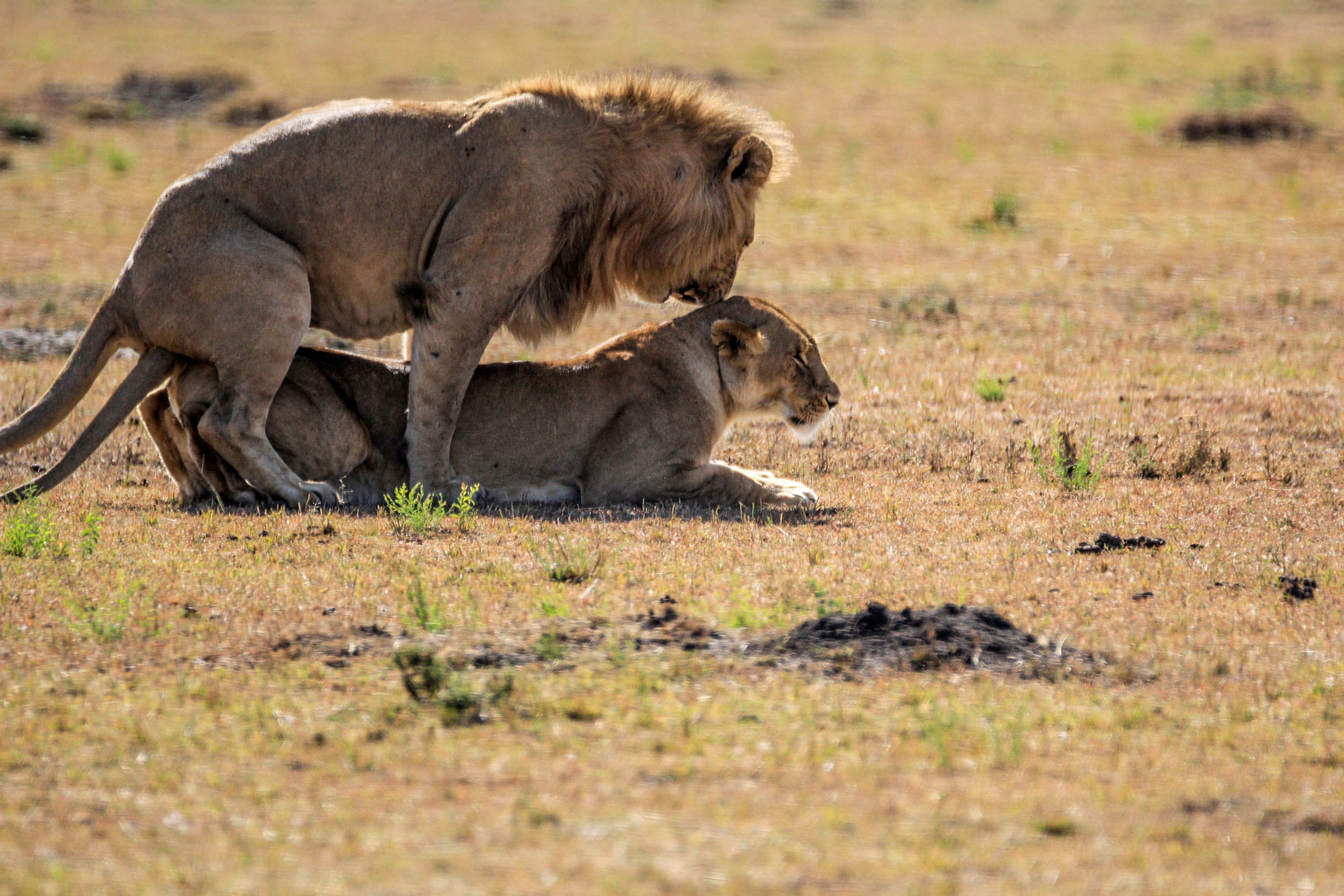 据说母狮子在交配时会很痛,但不同它又不会排卵,为了培育下一代,母狮