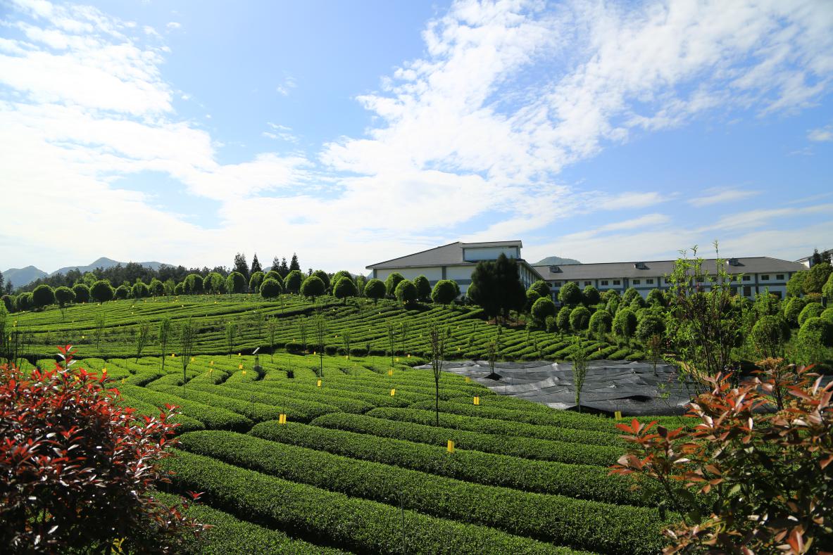 龙云古寺的生态茶园图片