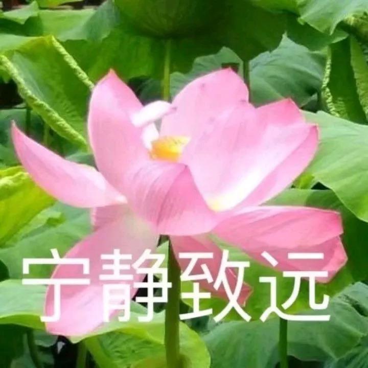 下面这些素材给大家自由发挥祝福各位2018心平气和好运莲莲(比莲花