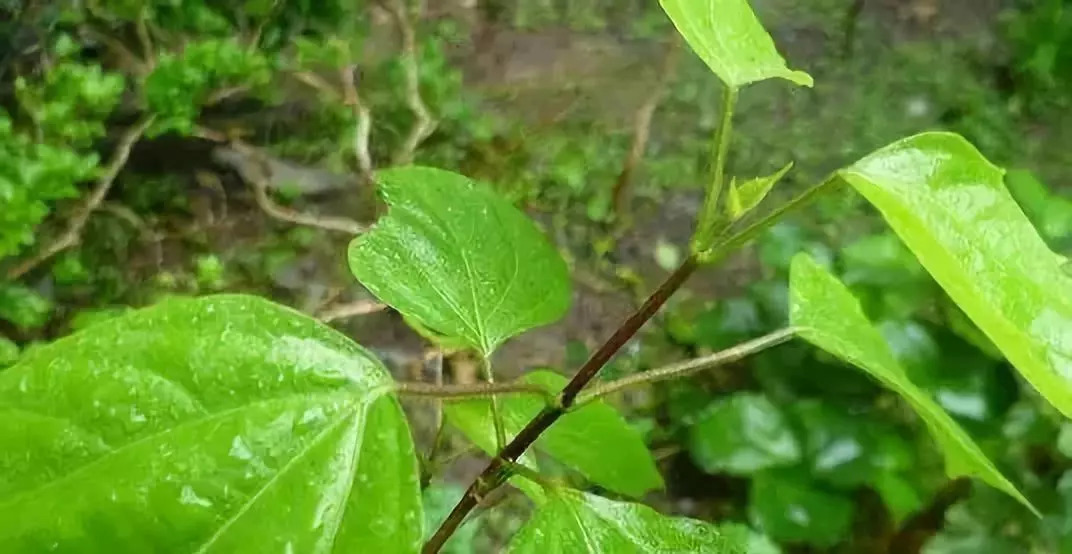 别吃臭豆腐了,来尝尝树叶制成的神豆腐