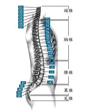 第七颈椎位置图图片