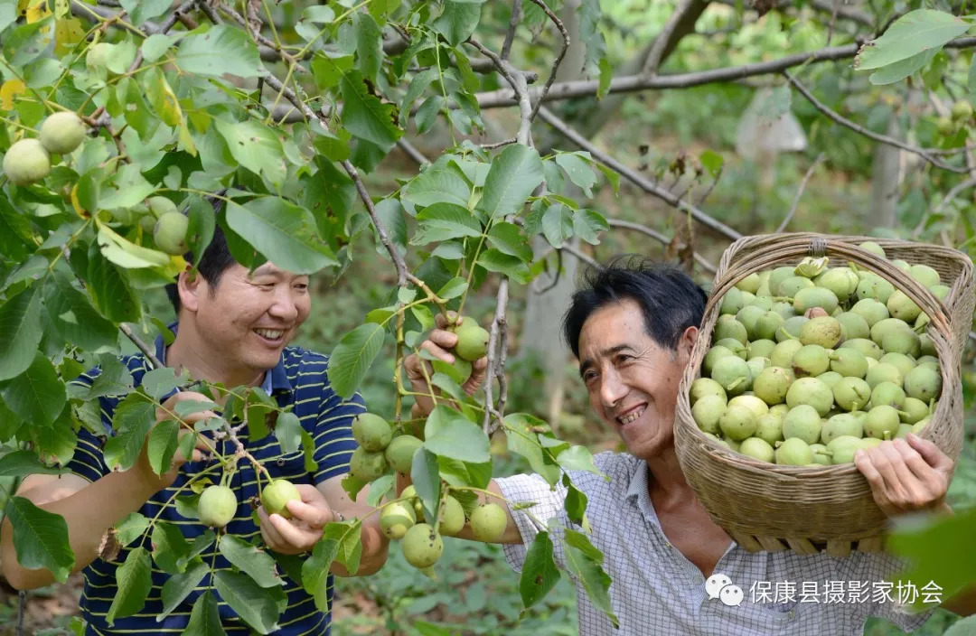 湖北保康核桃丰收农民乐