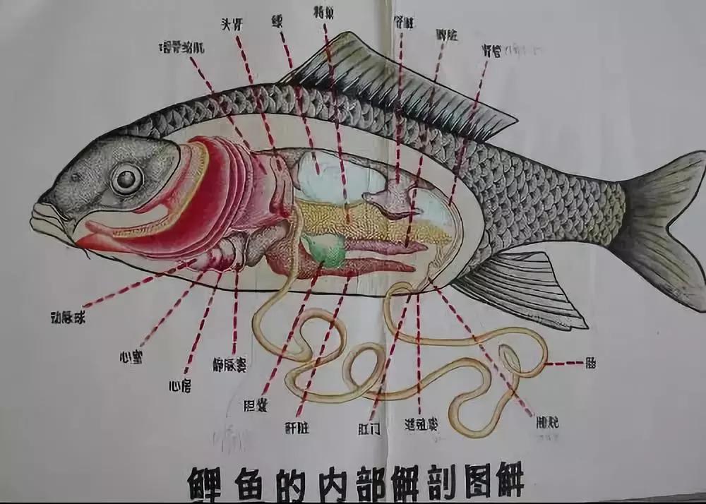 鱼的构造 示意图图片