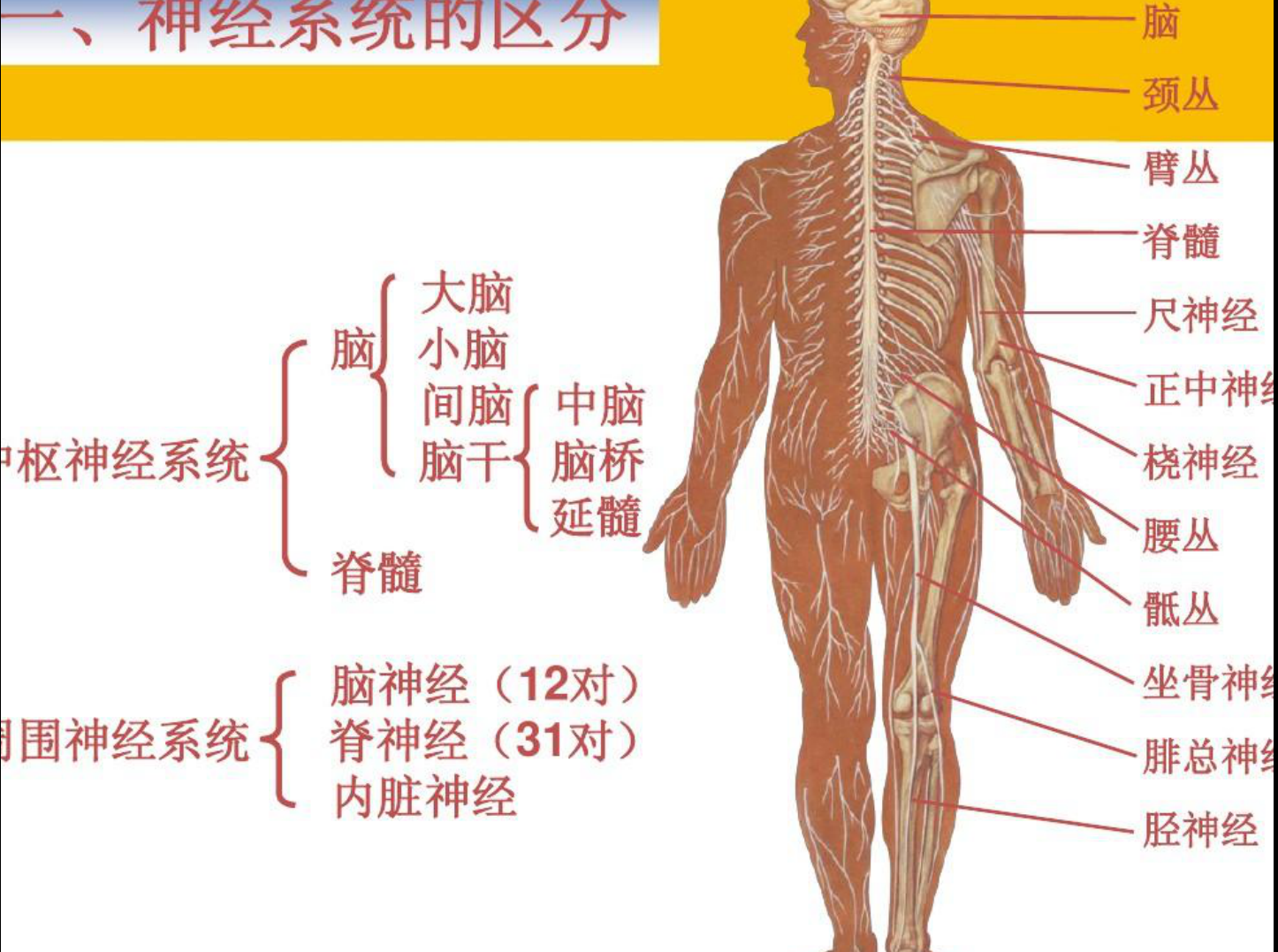 温俪璟温老师健康讲堂你所不了解的九大系统