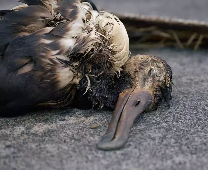 在這座人跡罕至的島嶼上以這種恐怖方式死去的幼鳥胃裡的