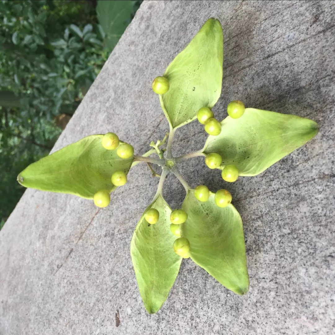 梧桐树开花结果图片图片