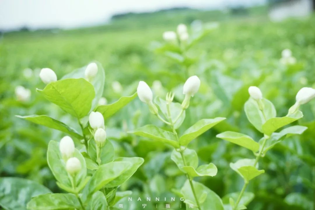 漫步茉莉花海,呼吸着空气中的迷人茉莉花香,放眼望去,星星点点的百色