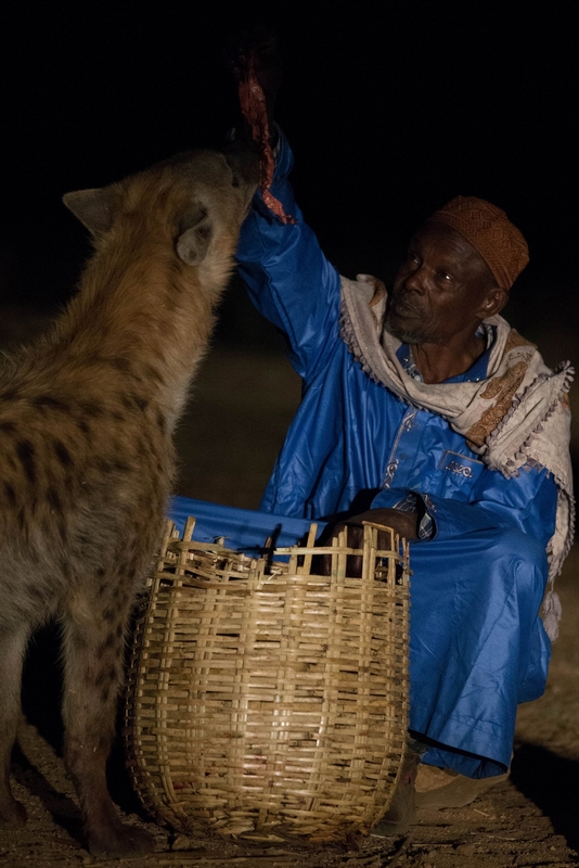 埃塞俄比亚斑鬣狗进城觅食 村民为保牲畜亲手喂养