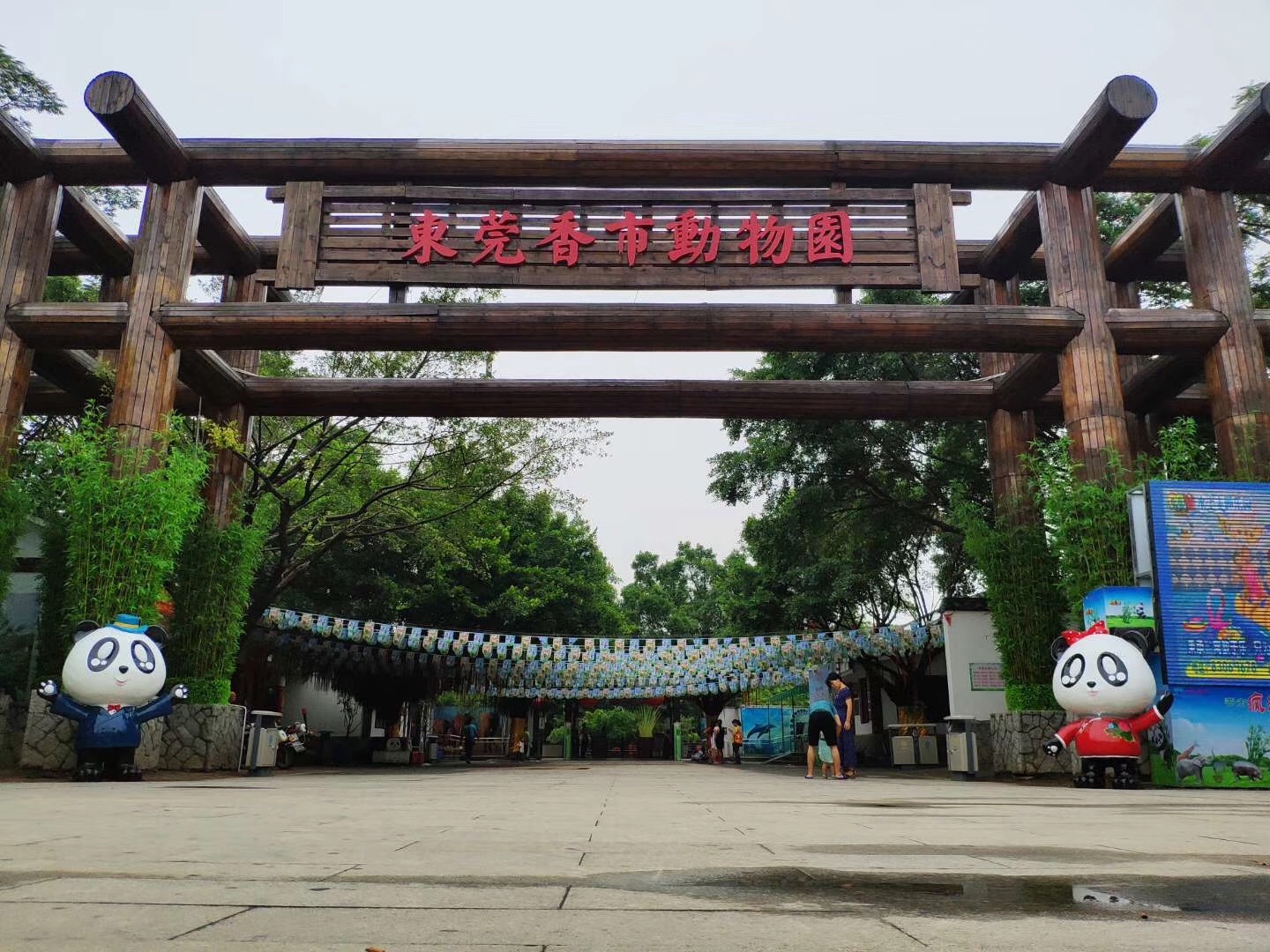 來莞大熊貓即將迎來12歲生日,香市動物園瘋狂賣萌_東莞