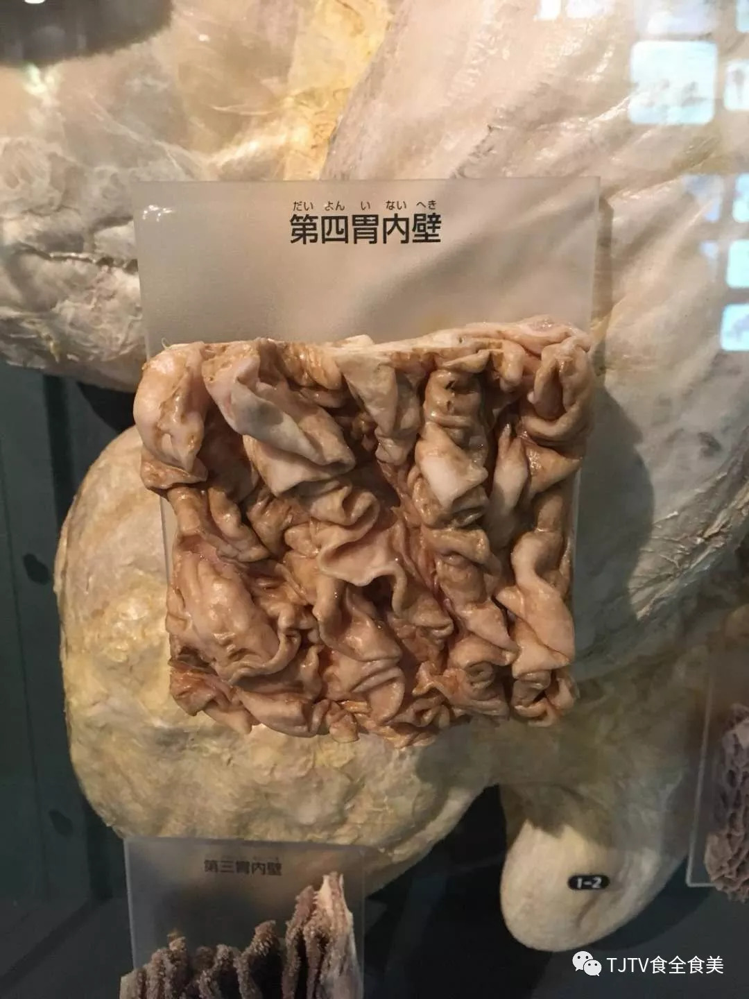 你是谁?你分得清牛的四个胃吗?_动物