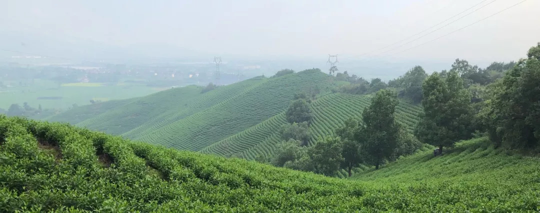 處暑節氣裡岙山安吉白茶茶園生長記錄