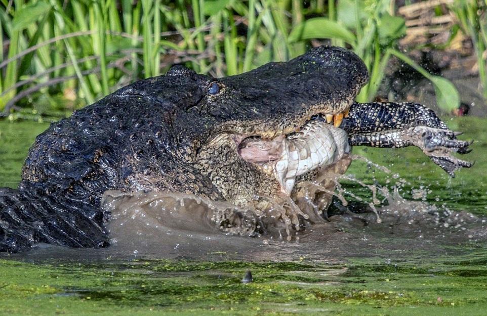 美国德州顶级掠食者沼泽短吻鳄如何应对人口过剩吃掉同类