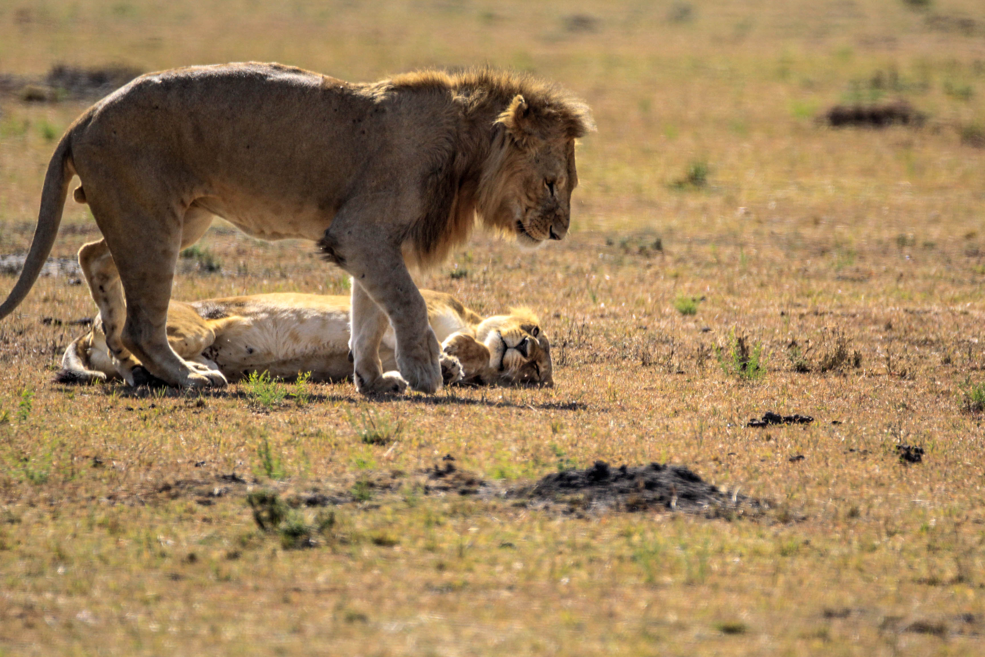 非洲草原上正在交配的狮子:动物世界里的少儿不宜