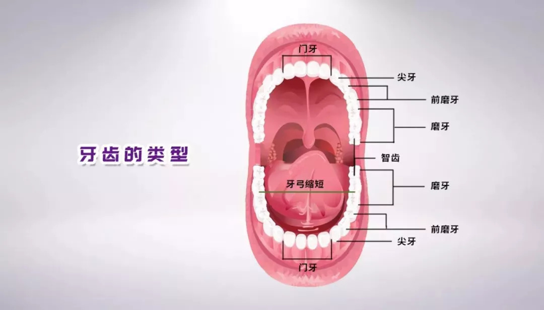 人体牙齿分布示意图图片