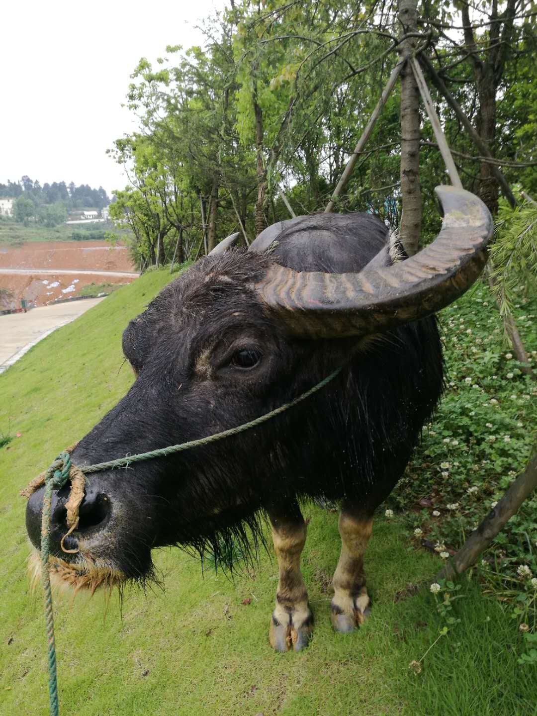 丹寨县牛王选拔赛明日开赛"小铜锤"神秘提款机"实力助阵_胸围