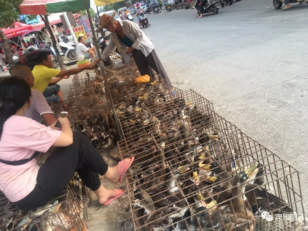 七月十四宾阳过节味浓,你回家吃饭了吗?_鸭子