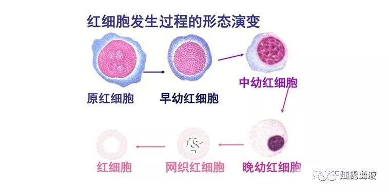 血细胞的生成过程图解图片