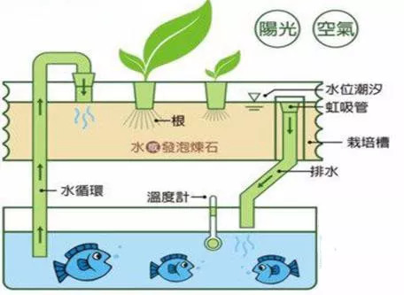 鱼菜共生外置虹吸系统图片