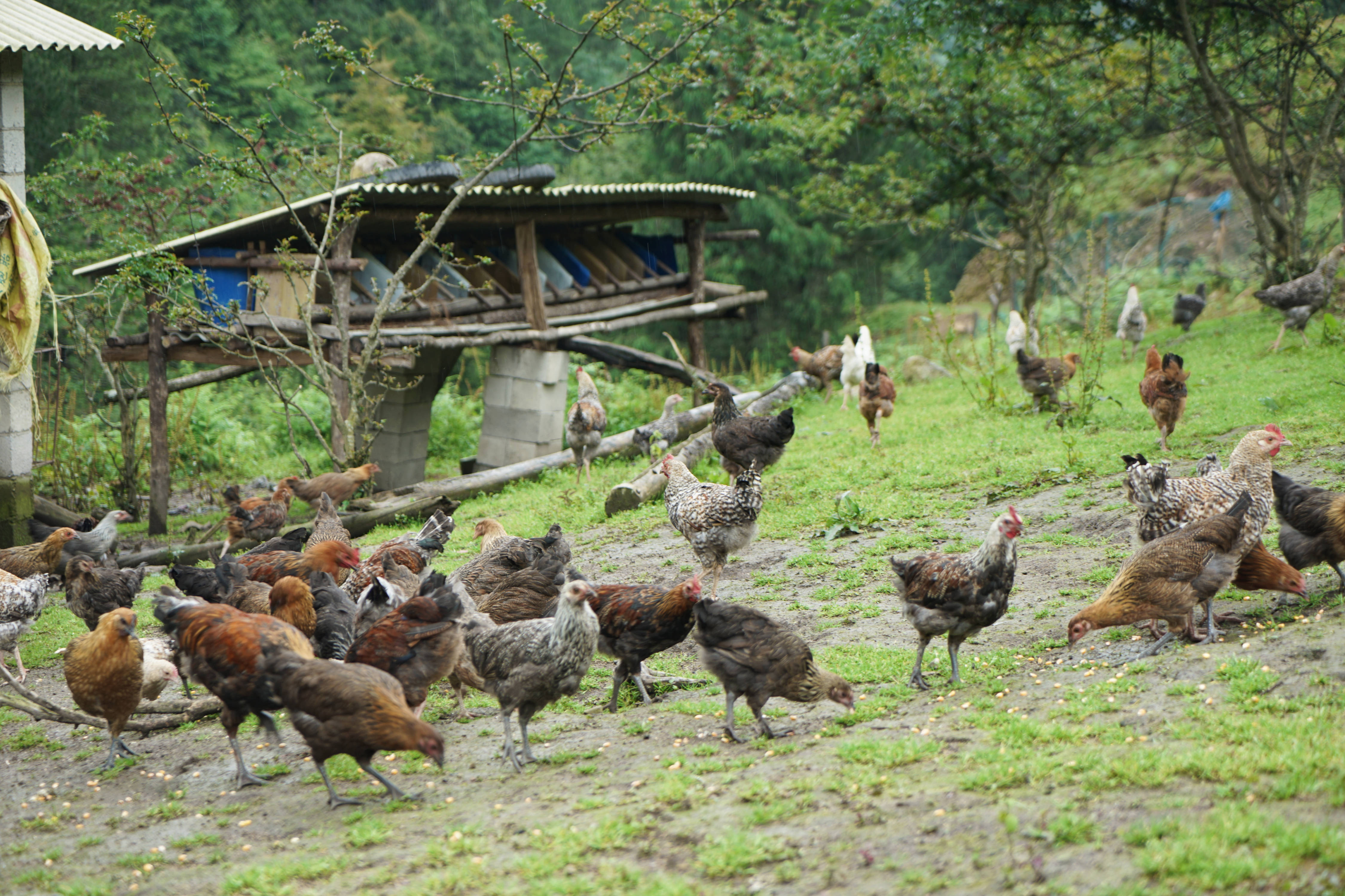 励志!彝族小媳妇靠4只扶贫鸡孵出一个养鸡场