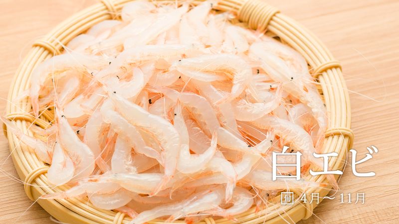 net白虾几乎只分布于日本富山湾,远州滩,骏河湾以及相模湾周边海域