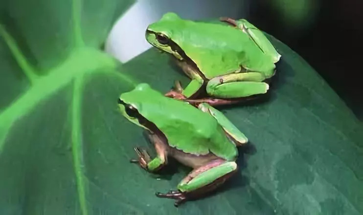 湿地动物绿色的蛙您认识吗