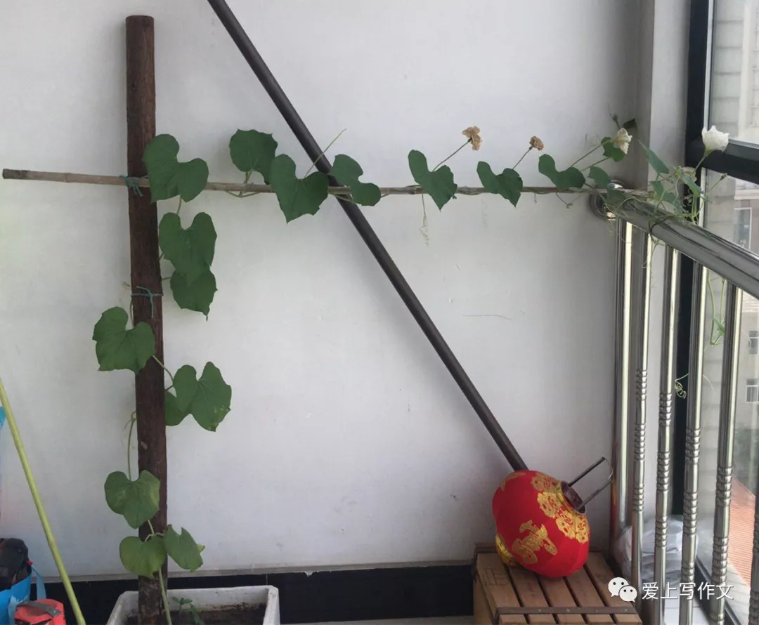 王嘉嵘——葫芦有了刘浩伟同学搭的架子,喇叭花越长越旺盛了,就是不
