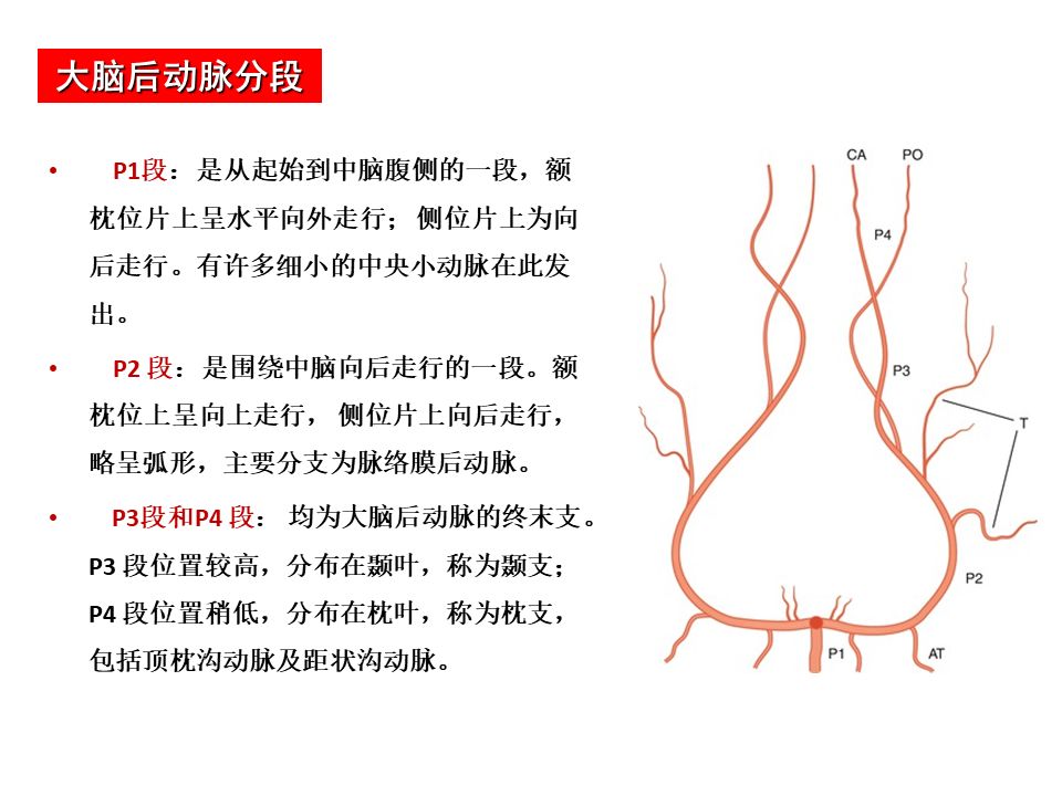 最全脑动脉分段清晰图谱(影像必备)