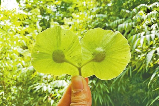 云南特有植物 叶子图片