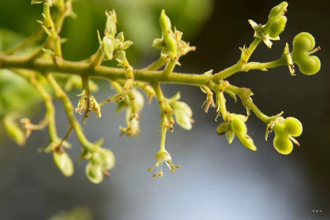 【每日一花】云南金钱槭,典型的极小种群野生植物!