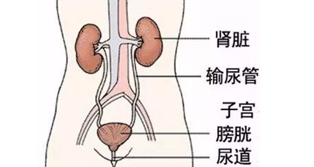 女性尿道旁腺解剖图图片