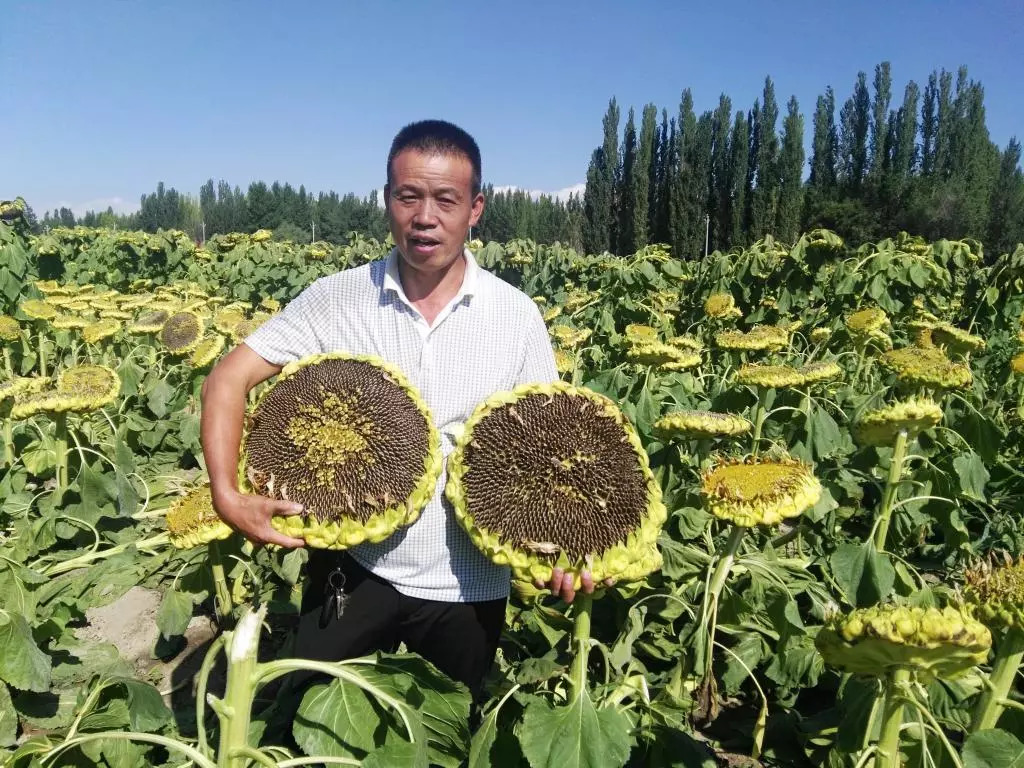 养眼又增收,博乐市这个村的食葵开始收割啦!