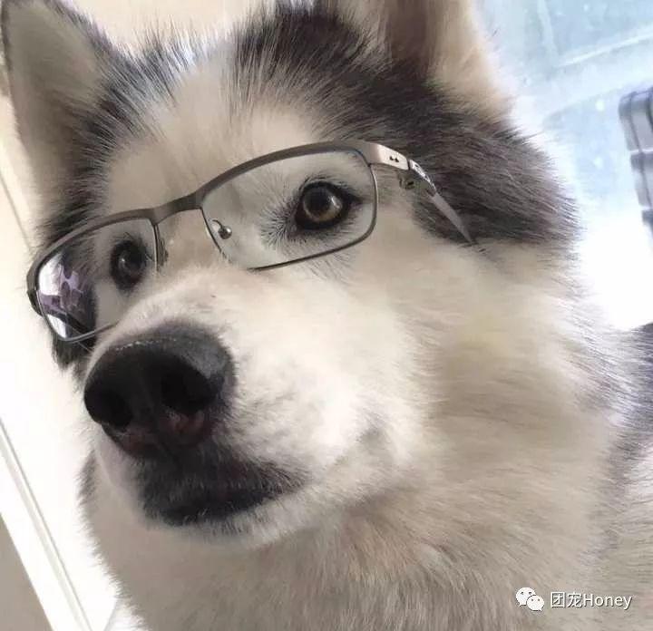社会狗狗戴眼镜头像图片